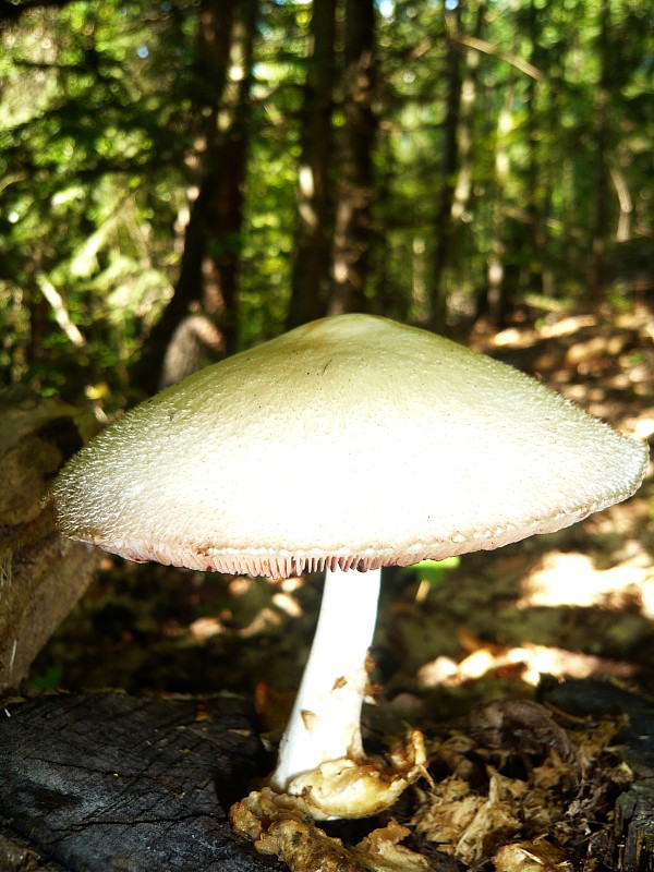 pošvovec stromový Volvariella bombycina (Schaeff.) Singer