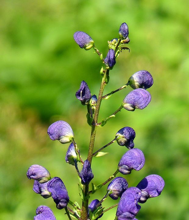 prilbica tuhá Aconitum firmum Rchb.