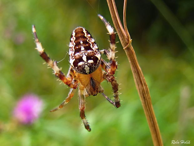 križiak obyčajný Araneus diadematus