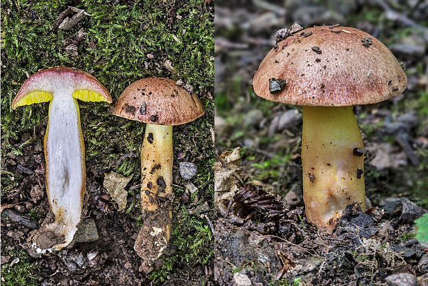 zlatohríb úhľadný Aureoboletus gentilis (Quél.) Pouzar