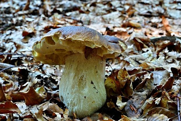 hríb smrekový Boletus edulis Bull.