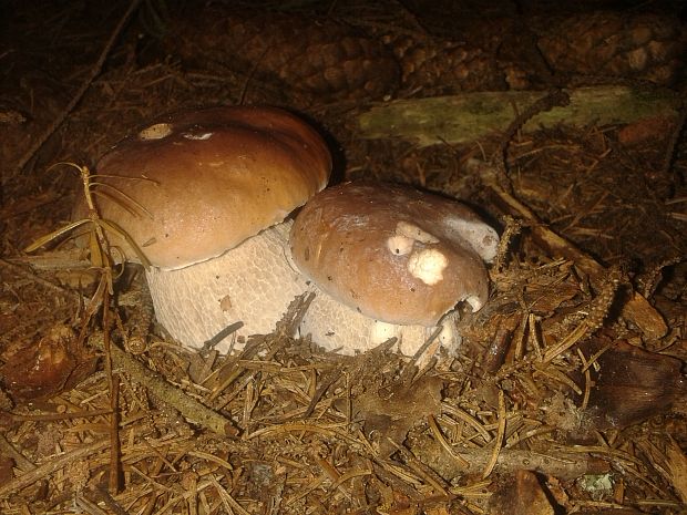 hríb smrekový Boletus edulis Bull.