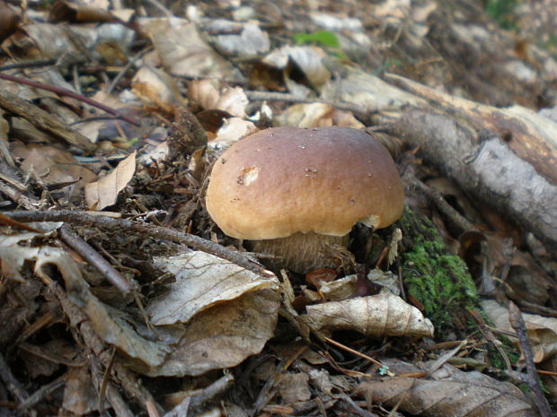 hríb smrekový Boletus edulis Bull.