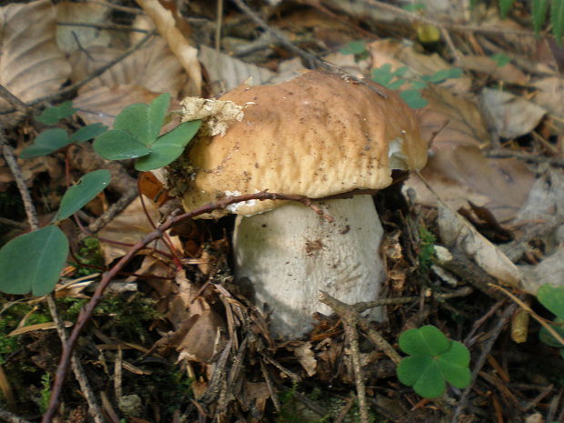 hríb smrekový Boletus edulis Bull.