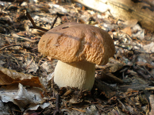 hríb smrekový Boletus edulis Bull.