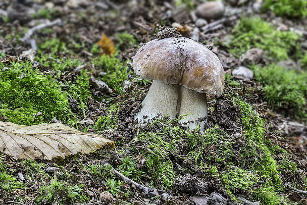 hríb smrekový Boletus edulis Bull.