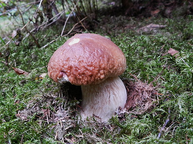 hríb smrekový Boletus edulis Bull.