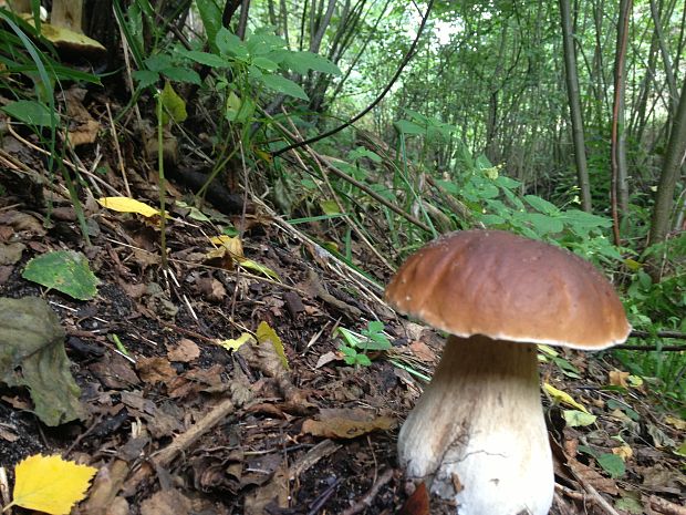 hríb sosnový Boletus pinophilus Pil. et Dermek in Pil.