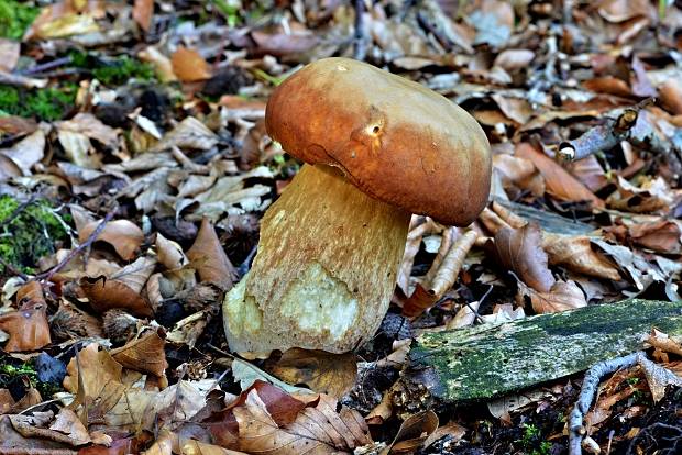 hríb dubový Boletus reticulatus Schaeff.