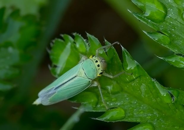 cikádka Cicadella viridis