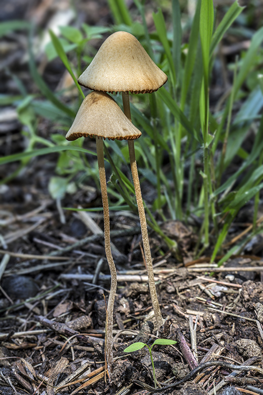 kapucňovec Conocybe sp.