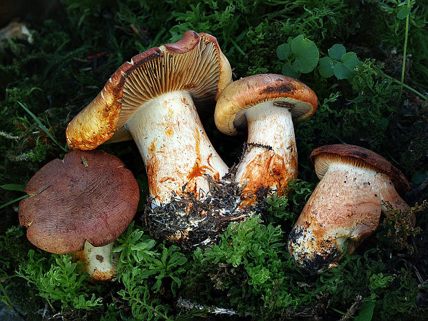 pavučinovec tmavočervený Cortinarius rubicundulus (Rea) A. Pearson