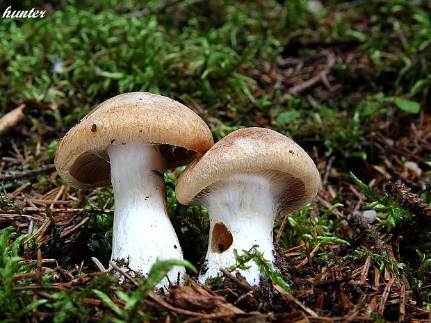 pavučinovec Cortinarius sp.