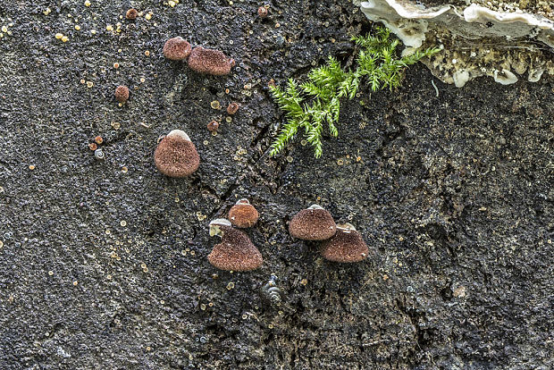 pahliva šafranová Crepidotus crocophyllus (Berk.) Sacc.