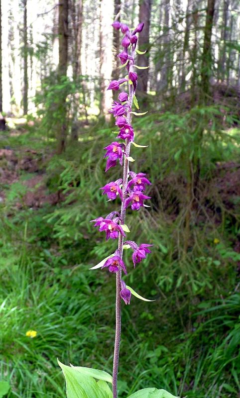 kruštík tmavočervený pravý Epipactis atrorubens subsp. atrorubens (Hoffm.) Besser