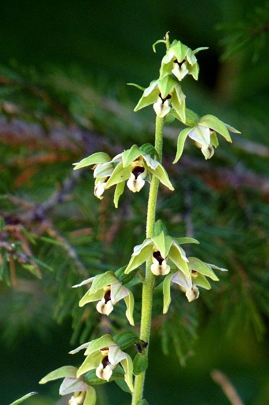 kruštík Epipactis sp.