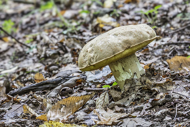 hríb plavý Hemileccinum impolitum (Fr.) Šutara