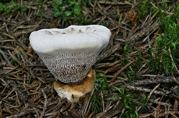 jelenkovka modrastá Hydnellum caeruleum (Hornem.) P. Karst.