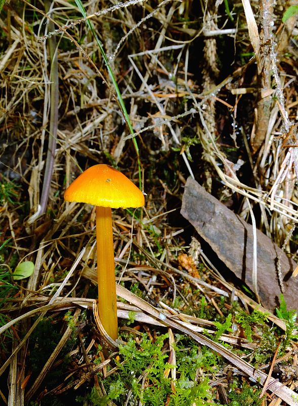 lúčnica Hygrocybe sp.