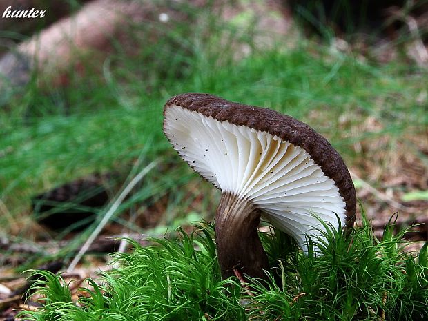 rýdzik čiernozamatový Lactarius lignyotus Fr.