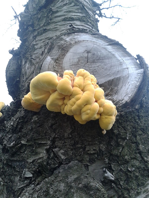 sírovec obyčajný Laetiporus sulphureus (Bull.) Murrill