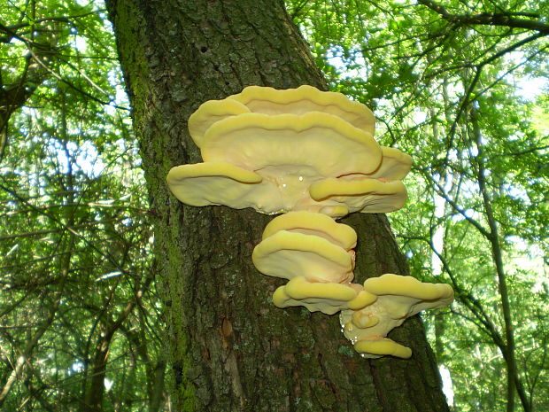 sírovec obyčajný Laetiporus sulphureus (Bull.) Murrill