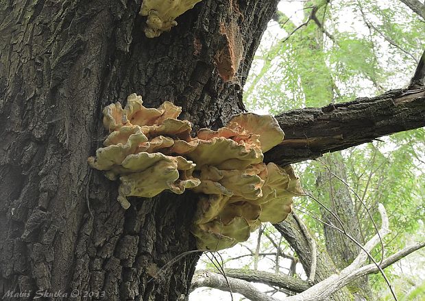 sírovec obyčajný Laetiporus sulphureus (Bull.) Murrill