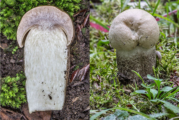 kozák topoľový Leccinum duriusculum (Schulzer ex Kalchbr.) Singer