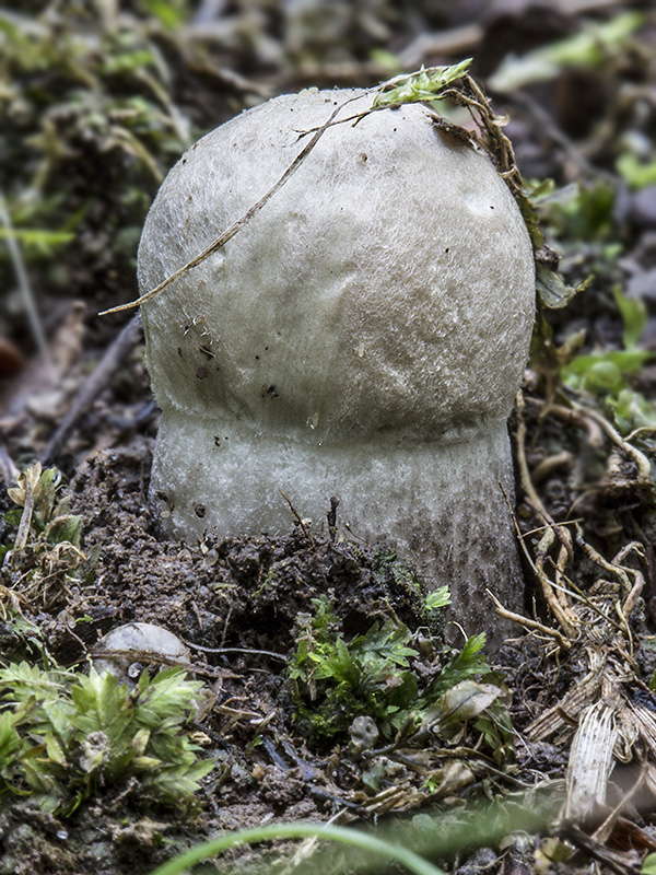 kozák topoľový Leccinum duriusculum (Schulzer ex Kalchbr.) Singer