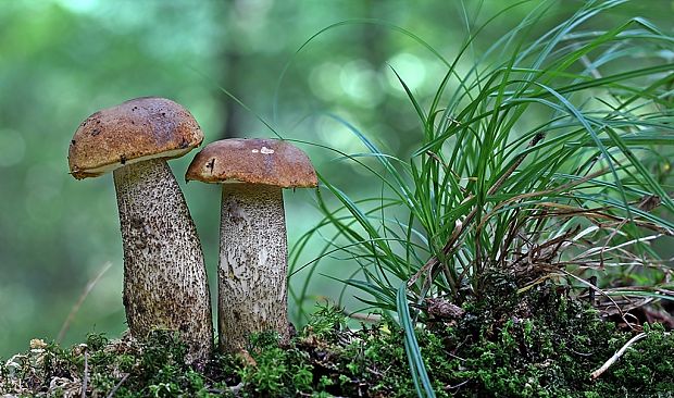 kozák hrabový Leccinum pseudoscabrum (Kallenb.) Šutara