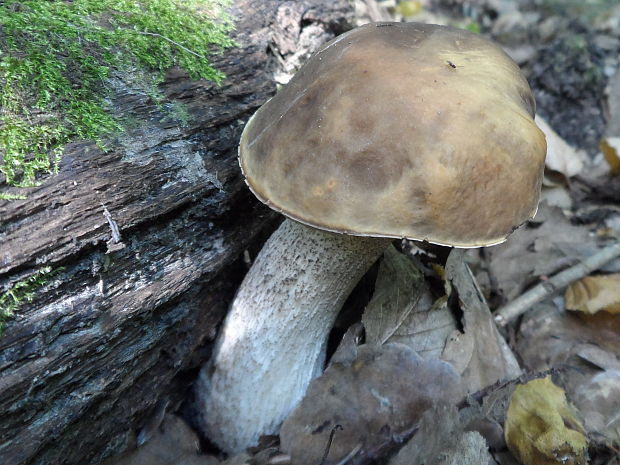 kozák hrabový Leccinum pseudoscabrum (Kallenb.) Šutara