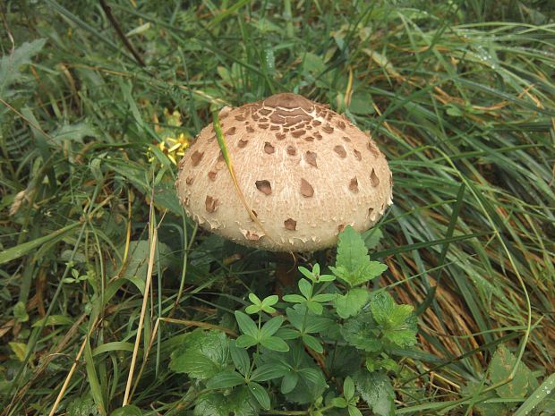 bedľa vysoká Macrolepiota procera (Scop.) Singer