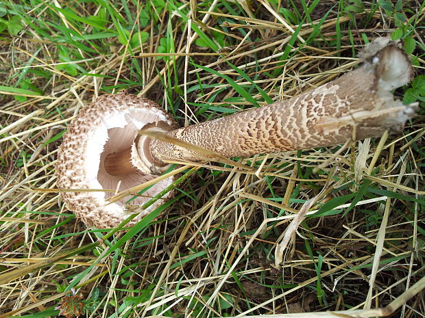 bedľa Macrolepiota sp.