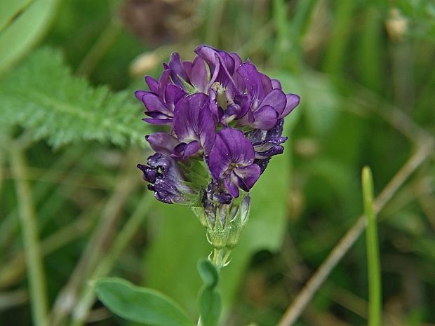 lucerna siata Medicago sativa L.