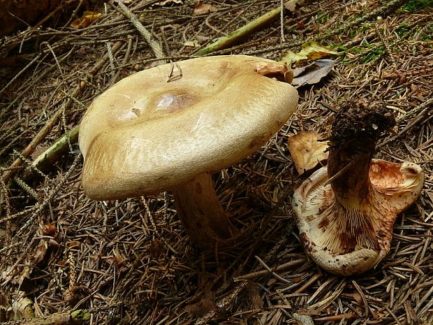 čechračka podvinutá - Čechratka podvinutá  Paxillus involutus (Batsch) Fr.