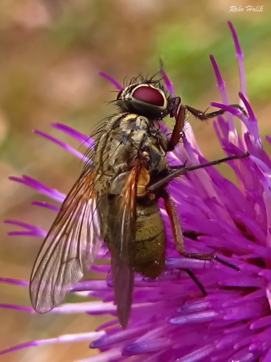 Phaonia angelicae