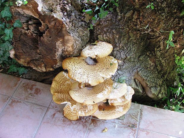 trúdnik šupinatý Polyporus squamosus (Huds.) Fr.