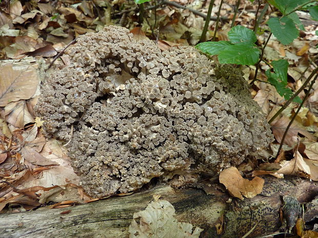 trúdnik klobúčkatý Polyporus umbellatus (Pers.) Fr.