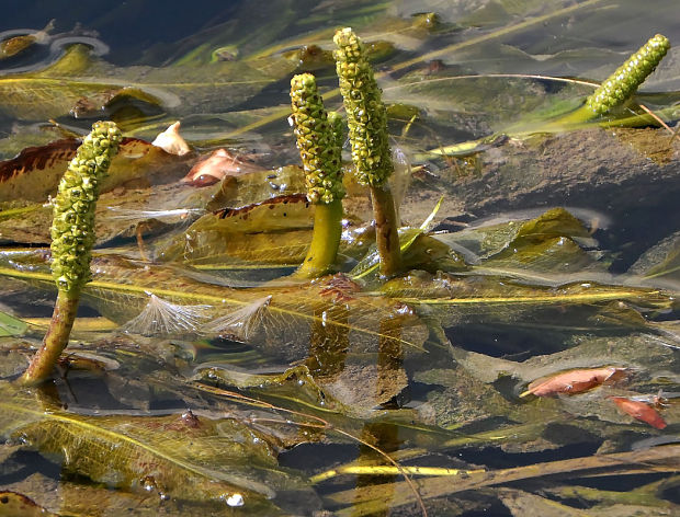 červenavec lesklý  Potamogeton lucens L.