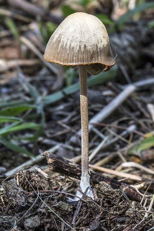 holohlavec? Psilocybe sp.