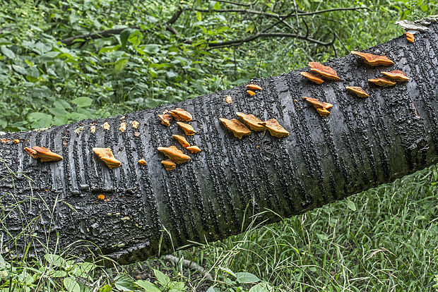 červenica rumelková Pycnoporus cinnabarinus (Jacq.) P. Karst.