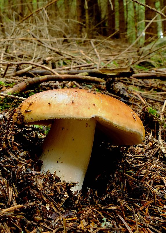 plávka lasičia Russula mustelina Fr.