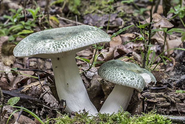 plávka zelenkastá Russula virescens (Schaeff.) Fr.