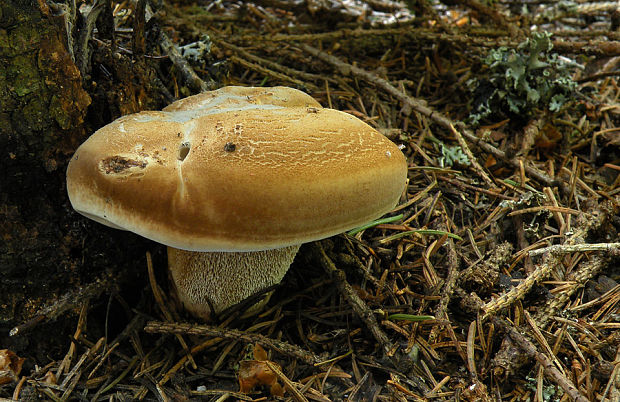 jelenkovec Sarcodon cf. fennicus (P. Karst.) P. Karst.