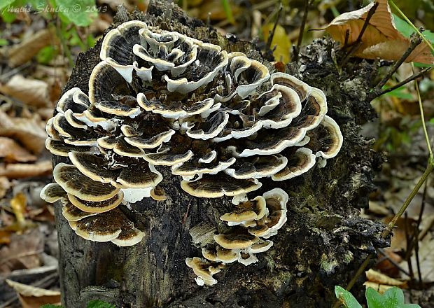 trúdnikovec pestrý Trametes versicolor (L.) Lloyd