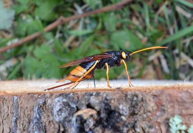 pílovka velká Urocerus gigas