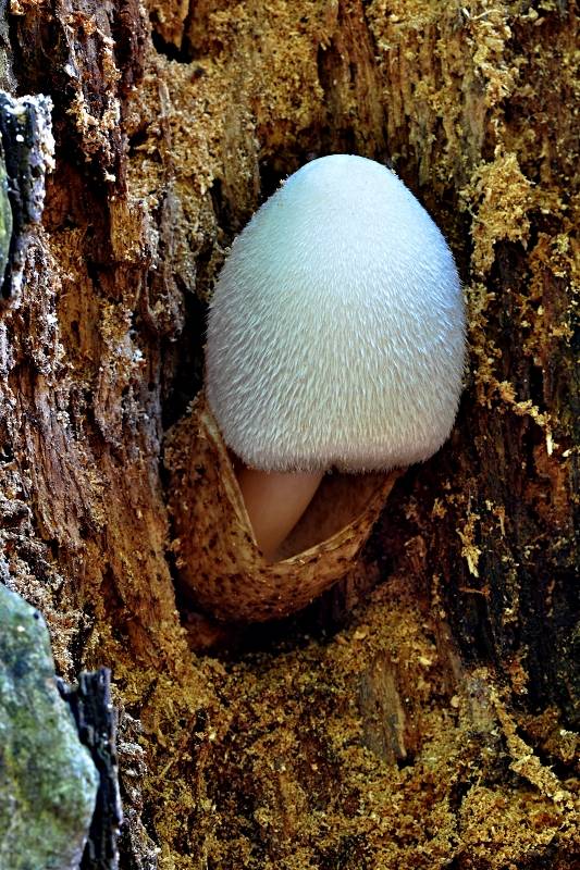 pošvovec stromový Volvariella bombycina (Schaeff.) Singer