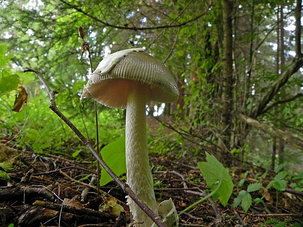 muchotrávka pošvatá Amanita vaginata (Bull.) Lam.