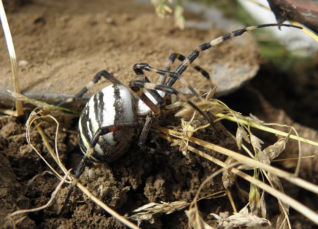 križiak pásavý. Argiope bruennichi