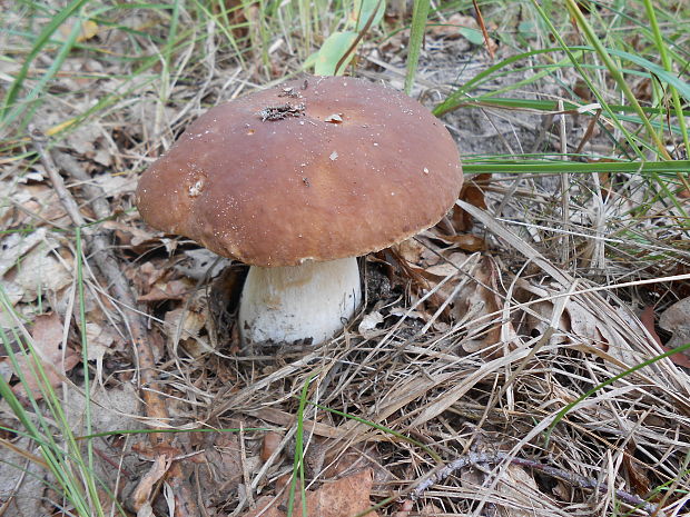 hríb smrekový Boletus edulis Bull.